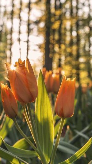 蜘蛛池的原理截图1