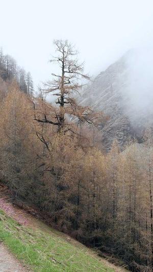 蜘蛛池需要域名吗截图3