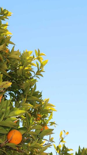 山西头条蜘蛛池出租截图2