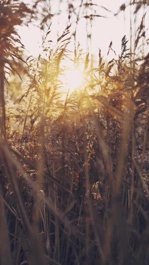 重庆seo排名电话截图2