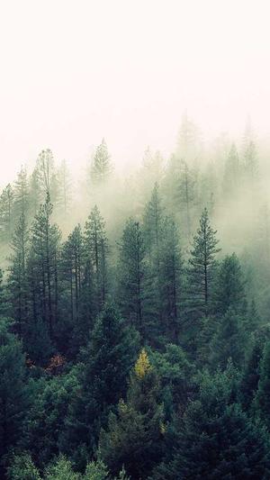 蜘蛛池怎么外推截图4