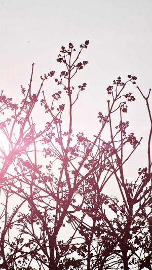 seo工具app优化截图3