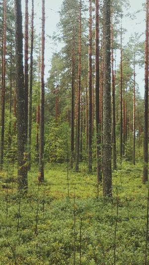 外推蜘蛛池推广工具截图1