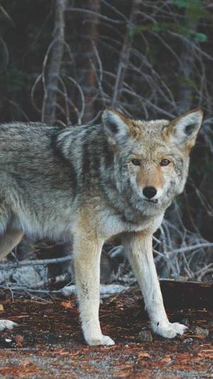 百度seo工具截图2