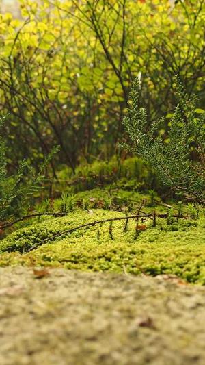 零距离泛目录快速推广截图3