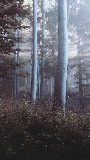 克隆站群泛目录截图4