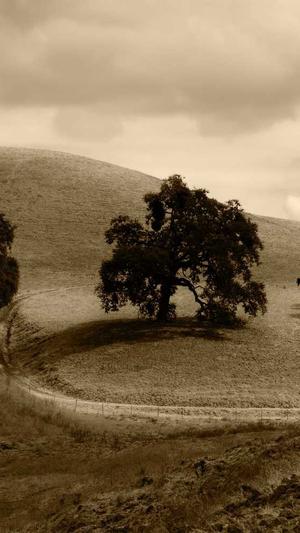 泊君seo工具截图2